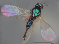 Cassidocida aspidomorphae by the Smithsonian. Used under a CC0 license.