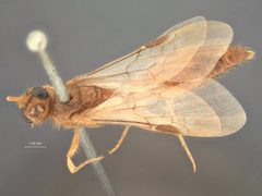 Brachycistis inaequalis by the Smithsonian. Used under a CC0 license.