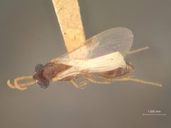Brachycistis parva by the Smithsonian. Used under a CC0 license.