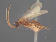 Brachycistis parva by the Smithsonian. Used under a CC0 license.