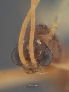 Brachycistis parva by the Smithsonian. Used under a CC0 license.