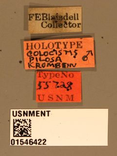Colocistis pilosa by the Smithsonian. Used under a CC0 license.
