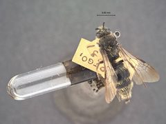 Colocistis pilosa by the Smithsonian. Used under a CC0 license.