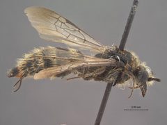 Colocistis pilosa by the Smithsonian. Used under a CC0 license.