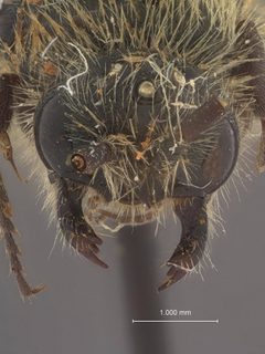 Colocistis pilosa by the Smithsonian. Used under a CC0 license.