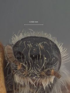 Lalapa lusa by the Smithsonian. Used under a CC0 license.