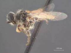 Lalapa lusa by the Smithsonian. Used under a CC0 license.