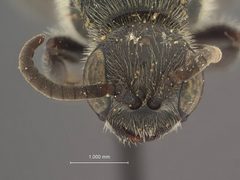 Neotiphia carinata by the Smithsonian. Used under a CC0 license.