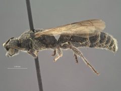 Neotiphia carinata by the Smithsonian. Used under a CC0 license.