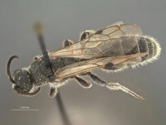 Neotiphia carinata by the Smithsonian. Used under a CC0 license.