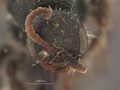 Neotiphia crawfordi by the Smithsonian. Used under a CC0 license.