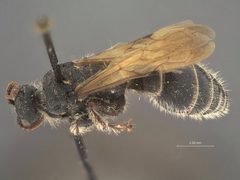 Neotiphia crawfordi by the Smithsonian. Used under a CC0 license.