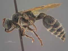 Neotiphia crawfordi by the Smithsonian. Used under a CC0 license.