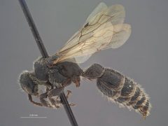 Neotiphia waltoni by the Smithsonian. Used under a CC0 license.