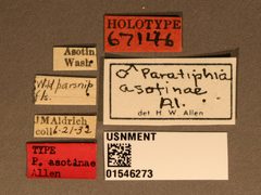 Paratiphia asotinae by the Smithsonian. Used under a CC0 license.