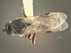 Paratiphia asotinae by the Smithsonian. Used under a CC0 license.