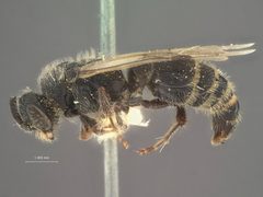 Paratiphia asotinae by the Smithsonian. Used under a CC0 license.