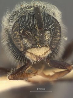 Paratiphia asotinae by the Smithsonian. Used under a CC0 license.