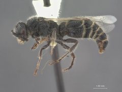 Paratiphia ephippiata by the Smithsonian. Used under a CC0 license.