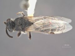 Paratiphia ephippiata by the Smithsonian. Used under a CC0 license.