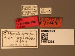 Paratiphia ephippiata by the Smithsonian. Used under a CC0 license.