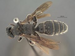 Tiphia brevicarinata by the Smithsonian. Used under a CC0 license.