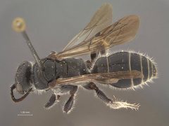 Tiphia brevilineata formosana by the Smithsonian. Used under a CC0 license.