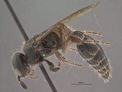 Tiphia communis by the Smithsonian. Used under a CC0 license.