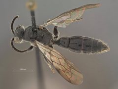 Tiphia cuzcoa by the Smithsonian. Used under a CC0 license.