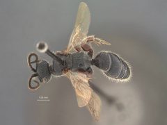 Tiphia frater by the Smithsonian. Used under a CC0 license.