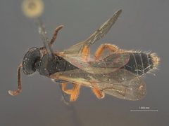 Tiphia moczari by the Smithsonian. Used under a CC0 license.