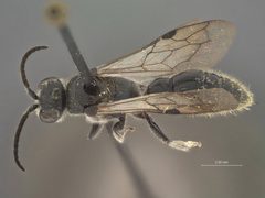 Tiphia moreliae by the Smithsonian. Used under a CC0 license.