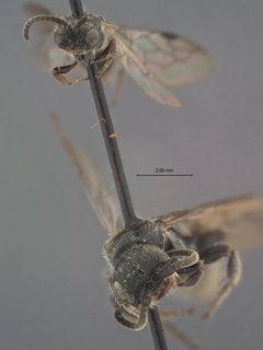 Tiphia vernalis by the Smithsonian. Used under a CC0 license.