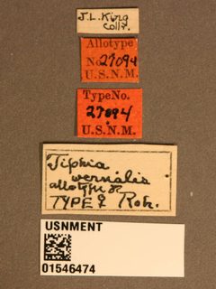 Tiphia vernalis by the Smithsonian. Used under a CC0 license.