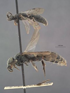 Tiphia vernalis by the Smithsonian. Used under a CC0 license.