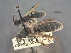 Tiphia vernalis by the Smithsonian. Used under a CC0 license.