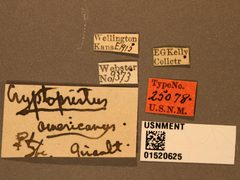 Cryptopristus americanus by the Smithsonian. Used under a CC0 license.