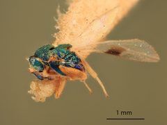 Cryptopristus americanus by the Smithsonian. Used under a CC0 license.