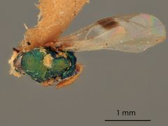 Cryptopristus americanus by the Smithsonian. Used under a CC0 license.