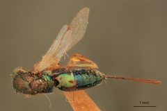 Monodontomerus americanus by the Smithsonian. Used under a CC0 license.