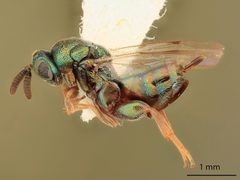 Monodontomerus thorpi by the Smithsonian. Used under a CC0 license.
