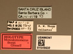 Monodontomerus thorpi by the Smithsonian. Used under a CC0 license.