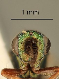 Monodontomerus thorpi by the Smithsonian. Used under a CC0 license.