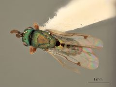 Monodontomerus thorpi by the Smithsonian. Used under a CC0 license.