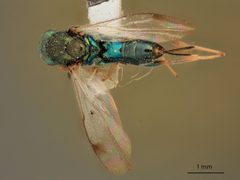 Monodontomerus viridiscapus by the Smithsonian. Used under a CC0 license.