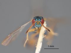 Podagrion echthrus by the Smithsonian. Used under a CC0 license.