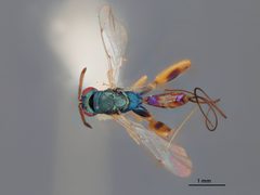 Podagrion echthrus by the Smithsonian. Used under a CC0 license.