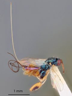 Podagrion echthrus by the Smithsonian. Used under a CC0 license.