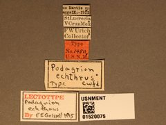 Podagrion echthrus by the Smithsonian. Used under a CC0 license.