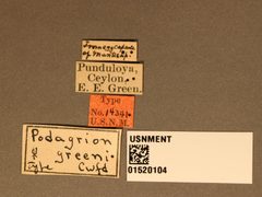 Podagrion greeni by the Smithsonian. Used under a CC0 license.